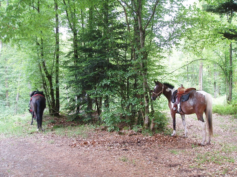 Le Creux camping paardrijden Vogezen